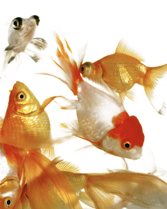 Dirk Westphal, Goldfish, 2001, c-print, 50 x 40 inches