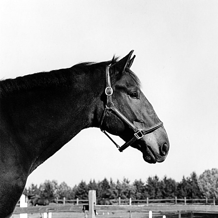 Robert Mapplethorpe, Horse #2, 1982. Gelatin Silver Print, 20 x 16 in. © Robert Mapplethorpe Foundation. Used by permission.
