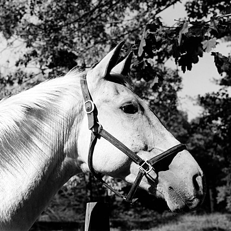 Robert Mapplethorpe, Horse #3, 1982. Gelatin Silver Print, 20 x 16 in. © Robert Mapplethorpe Foundation. Used by permission.