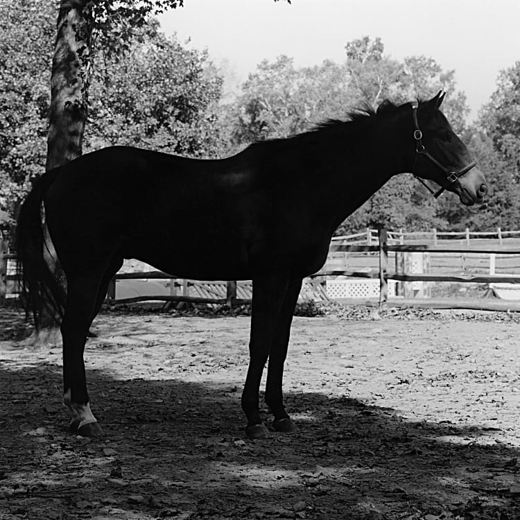 Robert Mapplethorpe, Horse #4, 1982. Gelatin Silver Print, 20 x 16 in. © Robert Mapplethorpe Foundation. Used by permission.