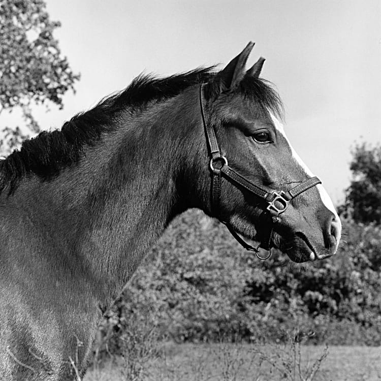 Robert Mapplethorpe, Horse #6, 1982. Gelatin Silver Print, 20 x 16 in. © Robert Mapplethorpe Foundation. Used by permission.