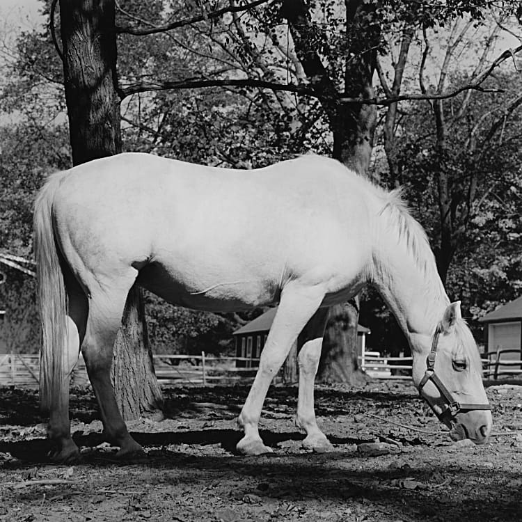 Robert Mapplethorpe, Horse #7, 1982. Gelatin Silver Print, 20 x 16 in. © Robert Mapplethorpe Foundation. Used by permission.