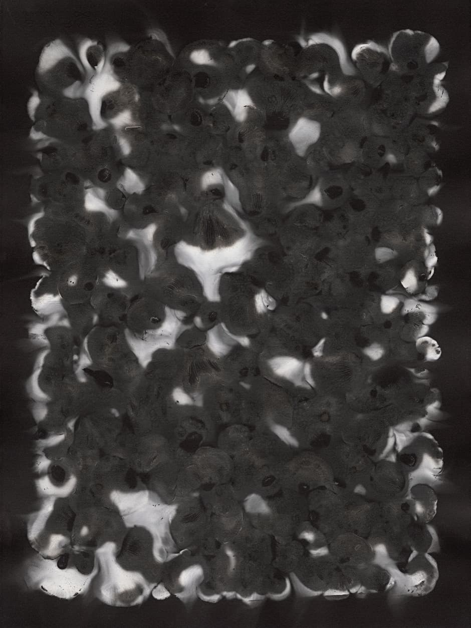 Adam Fuss, Untitled (Spore), 2020. Unique photogram, 30 × 22 inches