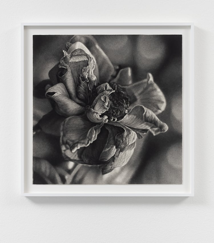 Joseph Stashkevetch, Black Rose, 2025. Conté crayon on rag paper, 25 × 25 inches
