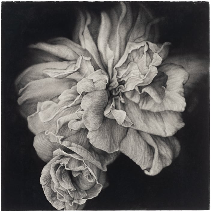 Joseph Stashkevetch, Dark Rose #1, 2025. Conté crayon on rag paper, 25 × 25 inches