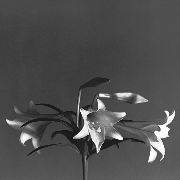 Robert Mapplethorpe, Easter Lilies, 1979. Gelatin silver print, 30 × 30 inches. © Robert Mapplethorpe Foundation. Used by permission